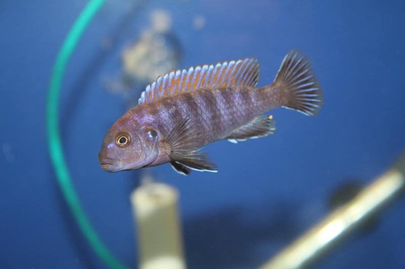 Pseudotropheus sp. 'variable eastern' Gome Rock